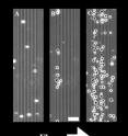(A) As cells flow down the channel, they pass over the electrodes (vertical dark gray lines) until (B) the electrodes are activated and the cells are trapped and anchored. (C) The cells remain adhered even while being exposed continuously to a fluid flow. Scale bar 50 micrometers.