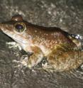 <i>Rana similis</i>, a frog species found in the Philippines. The survey conducted by Vance Vredenburg and colleagues found that this species has one of the highest infection levels of the chytrid fungus in Asia and is potentially threatened by the disease.
