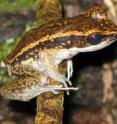 <i>Limnonectes macrocephalus</i>, one of the frog species in the Philippines that was surveyed by Vance Vredenburg and colleagues for their Asian survey of the chytrid fungus.