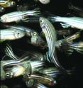 The zebrafish is capable of heart and fin regeneration.