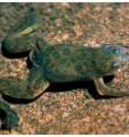 The frog exhibits limb and lens regeneration.