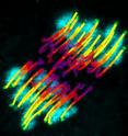The colored lines chart the movement (purple to yellow) of kinetochores (green dots) as microtubules hook onto them to separate the chromosomes (cyan).