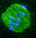 Chromosomes (blue) form a "belt" around the center of the spindle (green), discovered by the EMBL scientists.