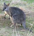 This is a Tammar wallaby.