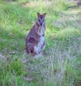 This is a Tammar wallaby.