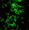 The truncated endolysin, tagged with Green fluorescent protein, bound to <i>C. difficile.</i>