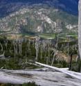 This 2010 photo shows the aftermath of a wildfire outside the town of Futaleufu in southern Chile. A new study by CU-Boulder researchers indicates that wildfires may intensify in southern South America in the coming decades.