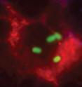 Immune cells in the spleen have brought in stowaways: <I>Listeria</I> bacteria, which appear green in the image. Researchers at Washington University School of Medicine in St. Louis have found that the immune cells the bacteria have exploited can be both helpful and harmful in fighting infection. The cells could be particularly useful in efforts to turn the immune system against cancers using vaccines.