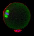 The meiotic spindle is positioned close to the cortical cap (shown in red). Actin is shown in green, chromosomes in blue. The polar body  generated during the first meiotic division is still attached to the oocyte (shown in bright red at the bottom of the image)