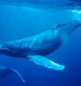 Setting aside nine critical ocean conservation sites would protect habitat for the vast majority of marine mammal species on Earth, including humpback whales.