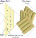 At each size scale, the hierarchical structure of human cortical bone influences its susceptibility to fracturing with smaller levels affecting intrinsic toughness and 
higher levels impacting extrinsic toughness.