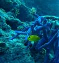 Researchers at King’s College London have discovered how coral produces natural sunscreen compounds to protect itself from damaging UV rays, leading scientists to believe these compounds could form the basis of a new type of sunscreen for humans. This image was taken during a trip to the Great Barrier Reef to collect samples for analysis.