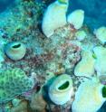 Researchers at King’s College London have discovered how coral produces natural sunscreen compounds to protect itself from damaging UV rays, leading scientists to believe these compounds could form the basis of a new type of sunscreen for humans. This image was taken during a trip to the Great Barrier Reef to collect coral samples for analysis