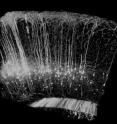 Three-dimensional reconstruction of neurons expressing yellow fluorescent protein (YFP) in 16 (8 x 2) quadratic prisms located in the 
cerebral cortex and hippocampus.