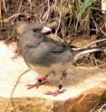 An adult female junco is  pictured here defending a nest that contained three nestlings sired by an extra-pair male partner.