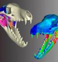Digital stress tests reveal weakness (red/white areas in right-hand image) in the thylacine jaw.