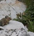 American pikas are holding their own in the Southern Rocky Mountains, says new CU-Boulder study.