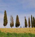 A row of Italian cypress trees near Siena, a city in Italy's Tuscany region, show symptoms of cypress canker disease. Researchers have traced the origin of the pathogen responsible for the disease back to California.