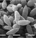 Shown is a scanning electron micrograph of Seiridium cardinale, a fungal pathogen responsible for a global pandemic of cypress canker disease. Researchers have traced the likely origin of the disease back to California.