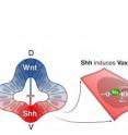 Wnt and Sonic hedgehog (Shh)are signaling proteins that pattern the dorsal (D) and ventral (V) ends - the North and South poles - of the embryonic brain. Wnt and Shh are in reciprocal competition in the embryo, and they strongly repress each other's activities. Vacik et al. describe a simple yet powerful new mechanism for this reciprocal repression: 
the Vax transcription factors, whose expression is activated by Shh, in turn activate the expression of dnTcf7l2, which functions as a potent inhibitor of Wnt signaling. 
 
This discovery is likely to have broad implications, since the competing Shh and Wnt pathways function in many other settings in biology, including the progression of colon cancer and the development of type II diabetes.