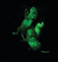 Scientists at the University of Cambridge bred mice with fluorescent green cells derived from haploid (single chromosome set) embryonic stem cells.