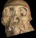 This is a 3-D rendering of the skull of <I>Australopithecus sediba</I> made from X-ray data gathered an experiment at the ESRF beamline ID19.