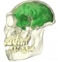 This image shows a reconstruction of the skull of MH1 (partially transparent) with the brain endocast depicted in green. Dentition also visible and the specimen is viewed from slightly above and anterolateral.
