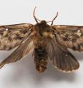 This is a Thitarodes moth, a host species  of <I>Ophiocordyceps sinensis</I>, collected from Qinghai Province, China.
