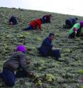 This is one of the typical habitats of <I>Ophiocordyceps sinensis </I>with the local people searching for the fungus.