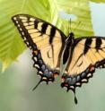 A yellow form of the female eastern tiger swallowtail butterfly, here at Spruce Knob, W.Va.