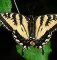 The Canadian tiger swallowtail butterfly is found in Canada and bordering areas of the United States.