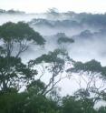 A dawn mist rises above the Amazon rainforest.