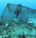 To study the impact of herbivorous fish on seaweed, Georgia Tech scientists enclosed different species of fish atop areas of coral reef.