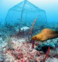 To study the impact of herbivorous fish on seaweed, Georgia Tech scientists enclosed different species of fish atop areas of coral reef. Moray eels are a source of danger.