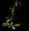 A photo of an <i>Arabidposis</i> plant.