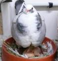 This is a pigeon and chick.