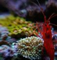 The peppermint shrimp is one of seven marine ornamental species that Joan Holt has successfully bred in captivity. It’s popular in saltwater tanks because it consumes parasites and dead or diseased tissue from other animals.