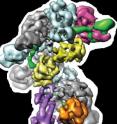 The architecture of the Cascade protein complex, a key player in the microbial immune system, resembles a seahorse, with crRNAs (green) displayed along the backbone within a helical arrangement of Cas protein subunits.