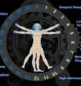The circadian clock depicts a person's regular physiological events during certain hours of the day.