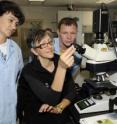 Working at the Bronx Zoo’s Wildlife Health Center, Dr. Denise McAloose, Chief Pathologist for the Wildlife Conservation Society (center), examines a tiger blood smear with Russian health experts Dr. Irina Korotkova (left) and Mikhail Goncaruk (right). Health experts from WCS and several Russian organizations helped confirm the presence of distemper (a viral pathogen that afflicts dogs and several wildlife species) in Siberian (Amur) tigers in the wild with samples from the Russian Far East. The results were presented this week in the Russian Far East city of Ussurisk.