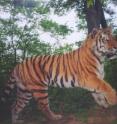 A camera trap image of a Siberian (Amur) tiger in the Russian Far East. A team of health experts from the Bronx Zoo-based Wildlife Conservation Society and several Russian organizations have confirmed the presence of distemper in wild tiger populations, a finding that will enable conservationists to formulate measures to mitigate this recent threat.