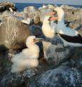 A Nazca booby family: male and female mated pair and their chick are on Isla Española, Galápagos.