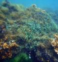 This photo demonstrates several colonies of Montipora sp coral located in Kaneohe Bay, Oahu, that are being overgrown and smothered by the alien invasive algae Gorilla Ogo (<I>Gracilaria salicornia</I>), and a native invasive seagrape algae (<I>Caulerpa racemosa</I>).