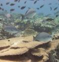 This photo shows Hawaiian chubs (<I>Kyphosus</I> species) and other reef fish swimming near the healthy <I>Acropora cytherea</I> species coral reefs found at French Frigate Shoals in the Northwestern Hawaiian Islands.