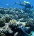 Taken during a biennial survey of the Northwestern Hawaiian Island coral reefs, this photo shows healthy cauliflower or rose corals (<I>Pocillopora spp.</I>) corals and a Ringtail Wrasse (<I>Oxycheilinus unifasciatus</I>) found at Kure Atoll.