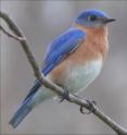 This is a male eastern bluebird (Sialia sialis, Turdidae). This is a male eastern bluebird (Sialia sialis, Turdidae).