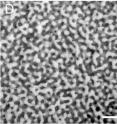 This is a closeup of a back contour feather barb from a male eastern bluebird; demonstrates a protein with channel-type nanostructure. (Scale bar = 500 nanometers.) This is a closeup of a back contour feather barb from a male eastern bluebird; demonstrates a protein with channel-type nanostructure. (Scale bar = 500 nanometers.)