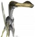 This is an image of a giant pterosaur, Coloborhynchus