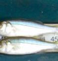 This is a pair of the 4,189 young of year striped bass collected by the Virginia Institute of Marine Science Seine Survey in 2011. These fish generally measure between 40 and 100 mm (1.5-4 inches) in length.