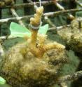 By embedding seaweed chemicals in gel pads on window screen and placing these on corals in the field, researchers identified seaweed molecules that damaged corals.